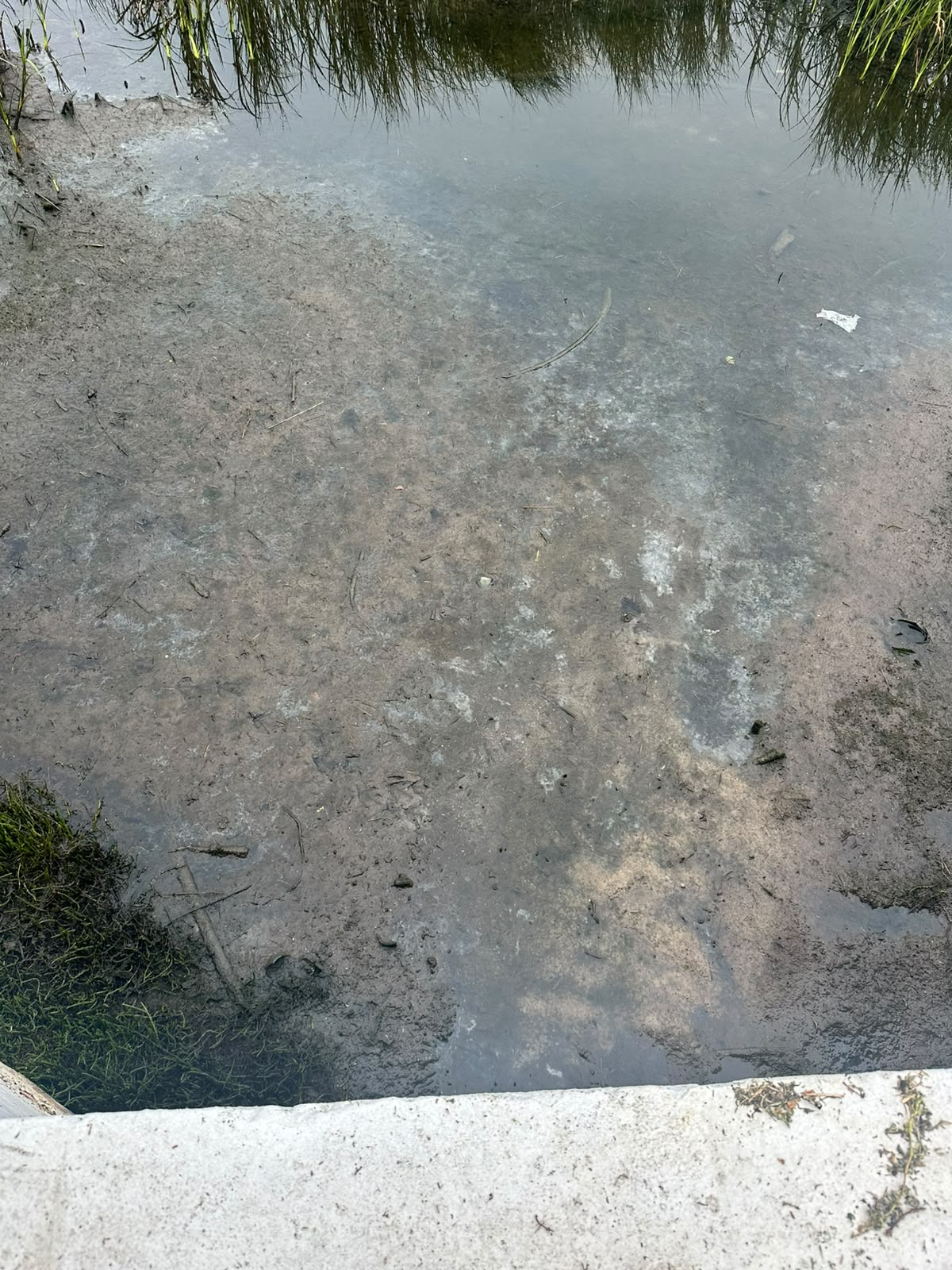 Stagnant polluted water at a Knysna stormwater channel